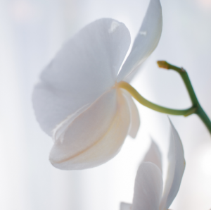 beautiful white flower