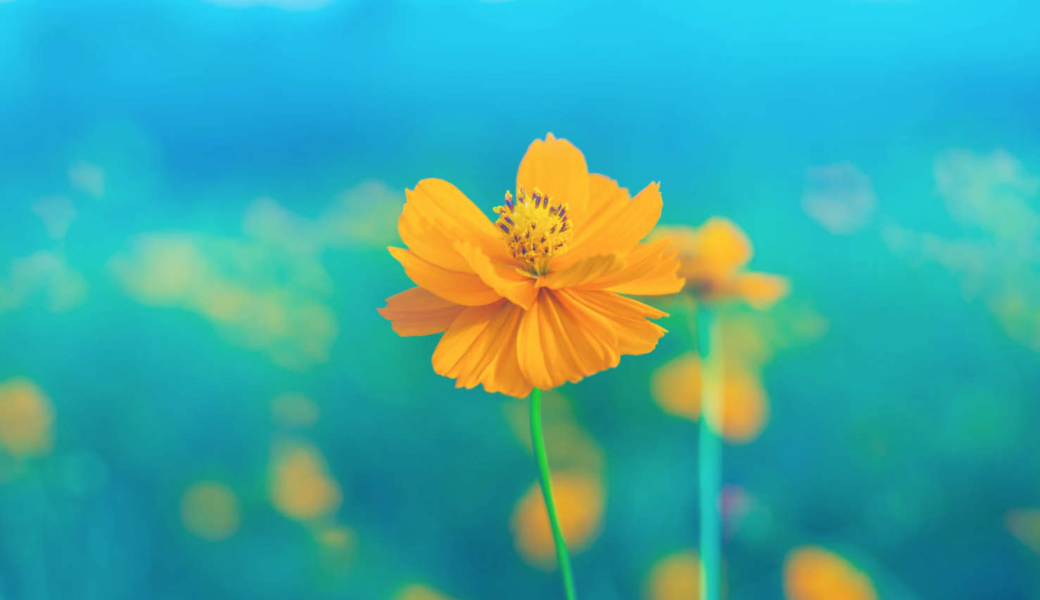 yellow flower over a blue background