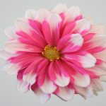 beautiful pink and white flower