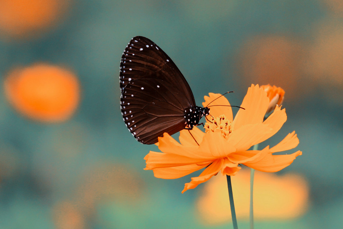 butterfly sitting on a flower