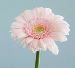 single pink flower close up