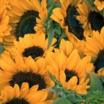 close-up of sunflowers