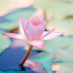 closeup of pink flower in water