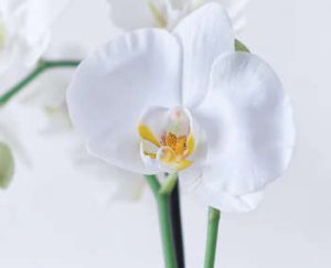 close up of white orchid