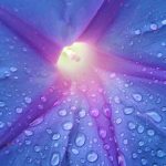 extreme closeup of a blue flower