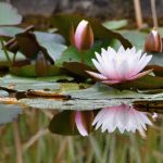 lotus flower floating in a pond