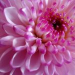 extreme closeup of a pink flower