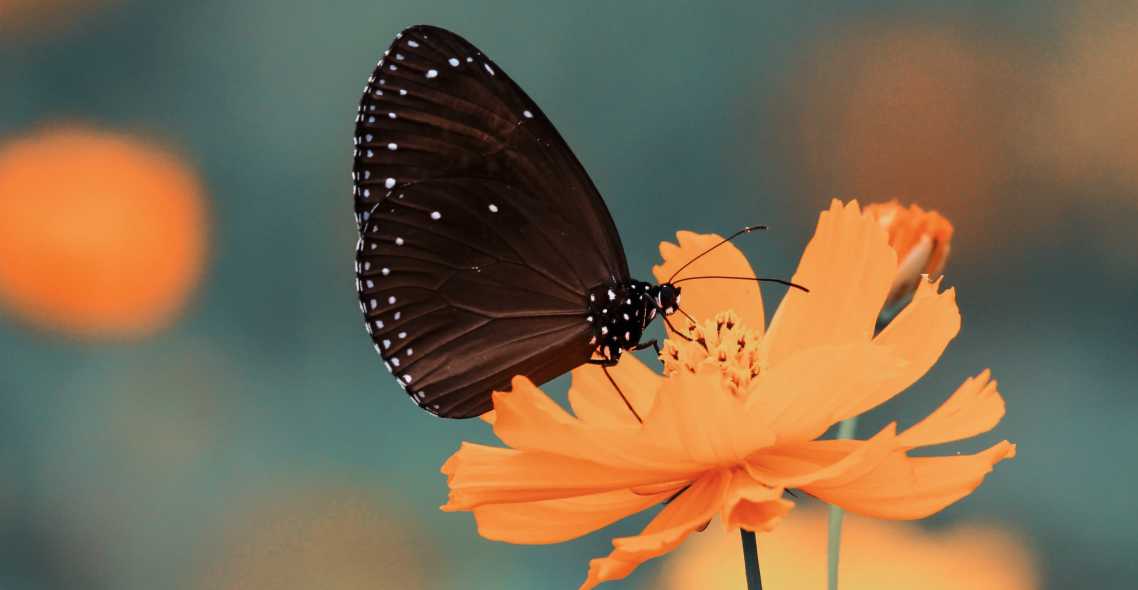 butterfly peacefully sitting on a yellow flower